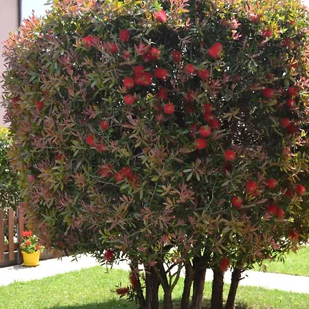Callistemon Alojamento de Acomodação e Pequeno-almoço